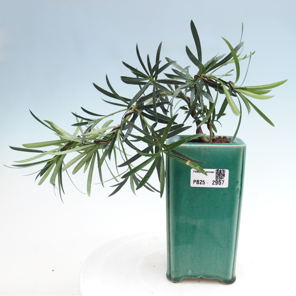 Pokojová bonsai - Podocarpus - Kamenný tis
