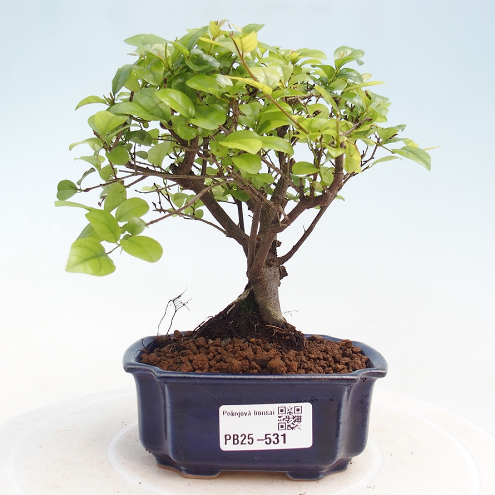 Pokojová bonsai - Sagerécie thea - Sagerécie thea