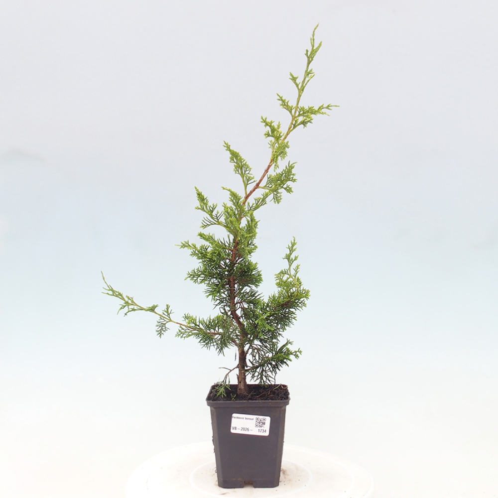 Venkovní bonsai - Juniperus chinensis Itoigawa -Jalovec čínský