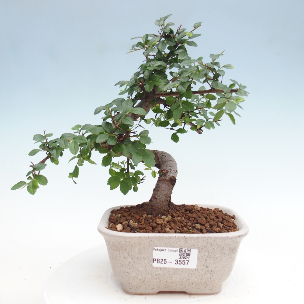 Pokojová bonsai - Ulmus parvifolia - Malolistý jilm