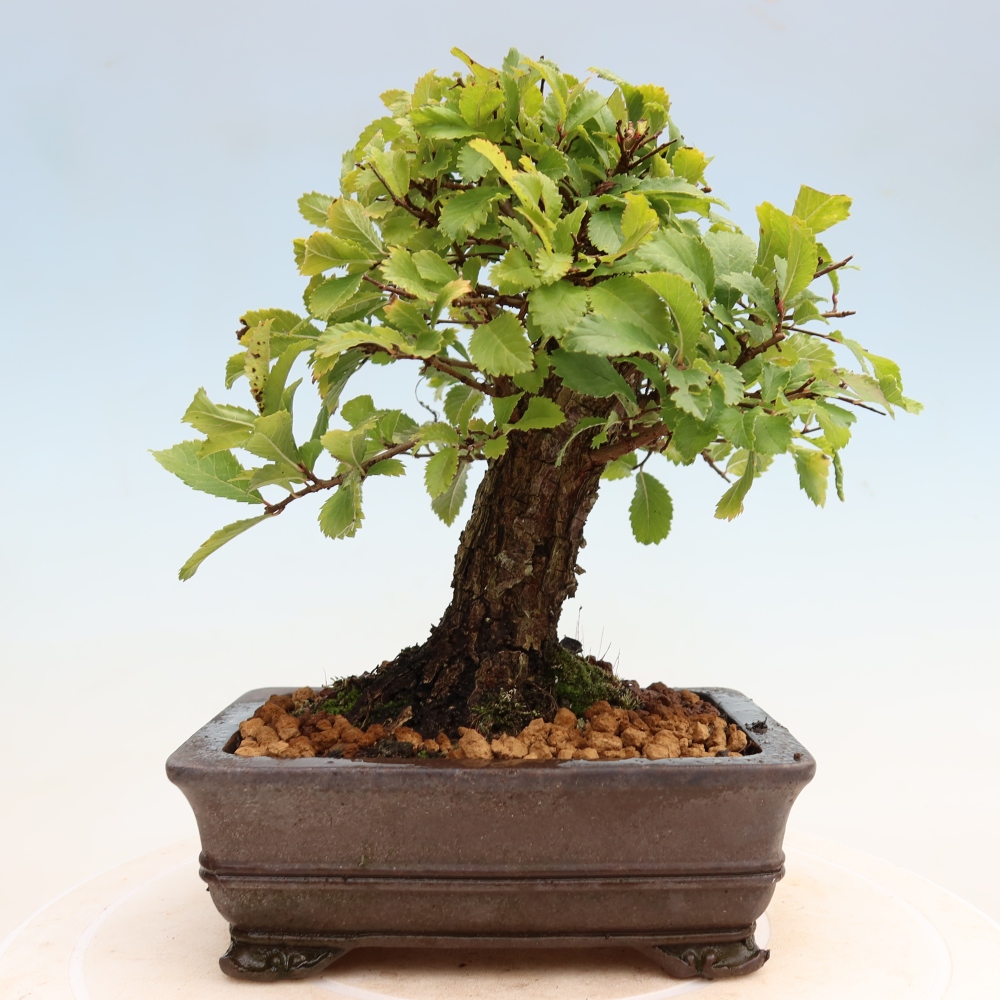 Venkovní bonsai - Zelkova - Zelkova NIRE