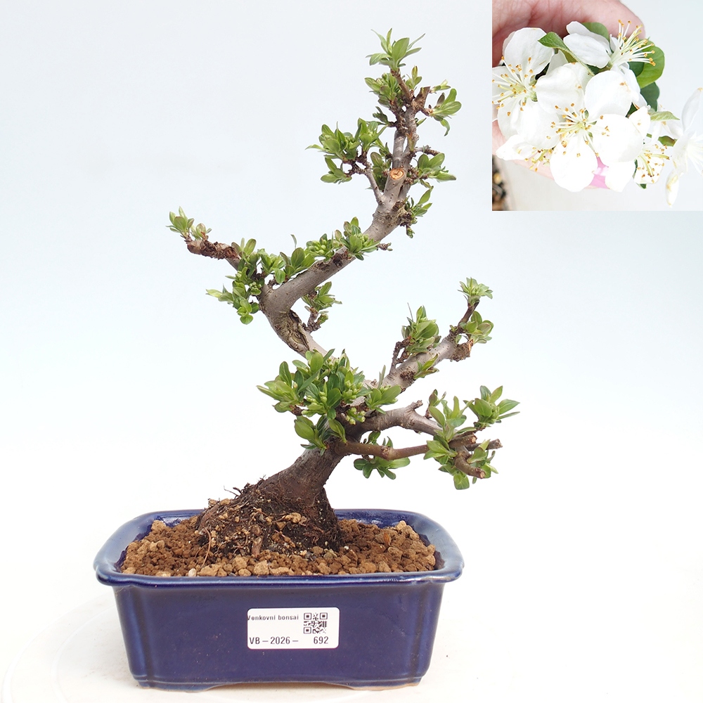 Venkovní bonsai - Malus sargentii -  Maloplodá jabloň