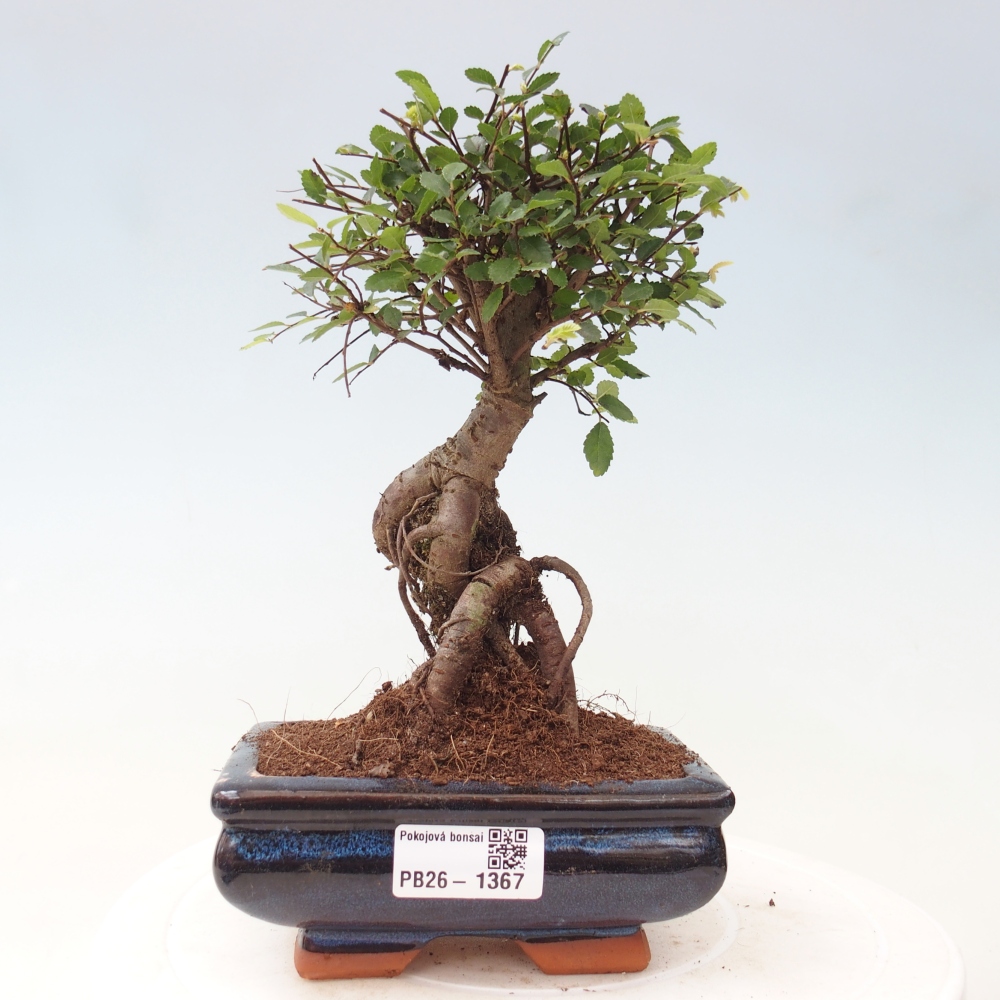 Pokojová bonsai - Ulmus parvifolia - Malolistý jilm