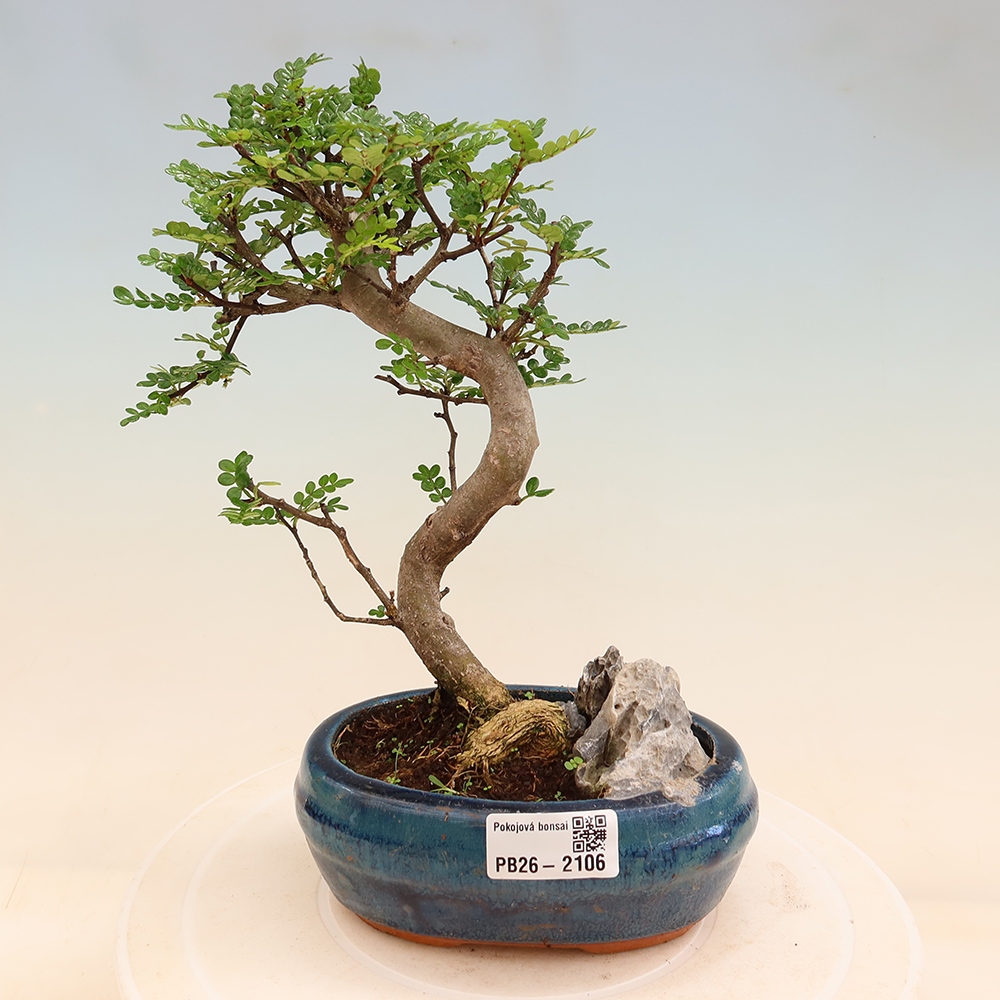 Pokojová bonsai - Zantoxylum piperitum - Pepřovník