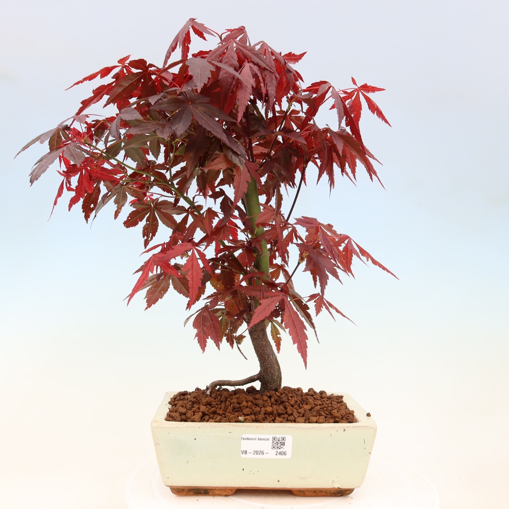 Venkovní bonsai - Acer palm. Atropurpureum-Javor dlanitolistý