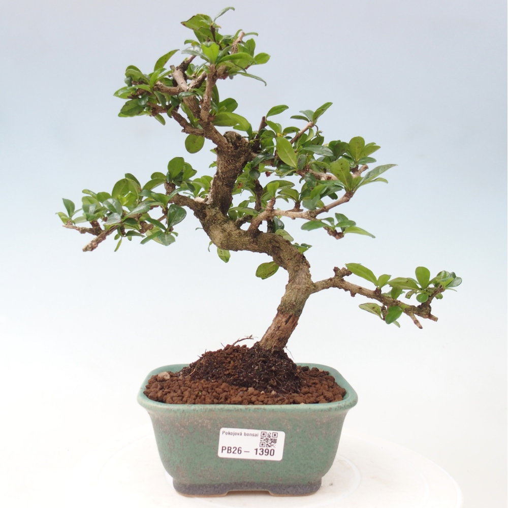 Pokojová bonsai - Carmona macrophylla - Čaj fuki