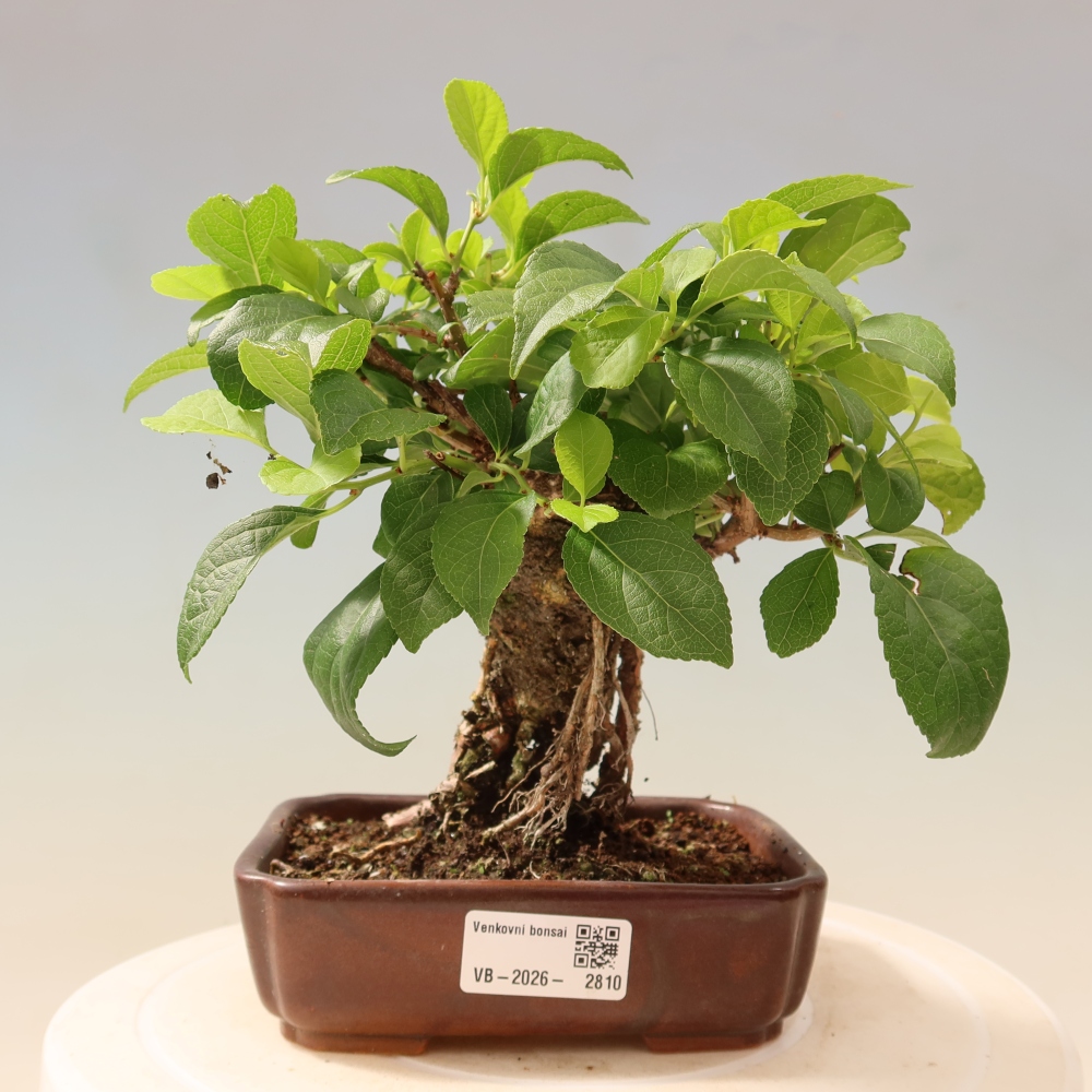 Venkovní bonsai - Celastrus  orbiculatus - Jesenec okrouhlolistý