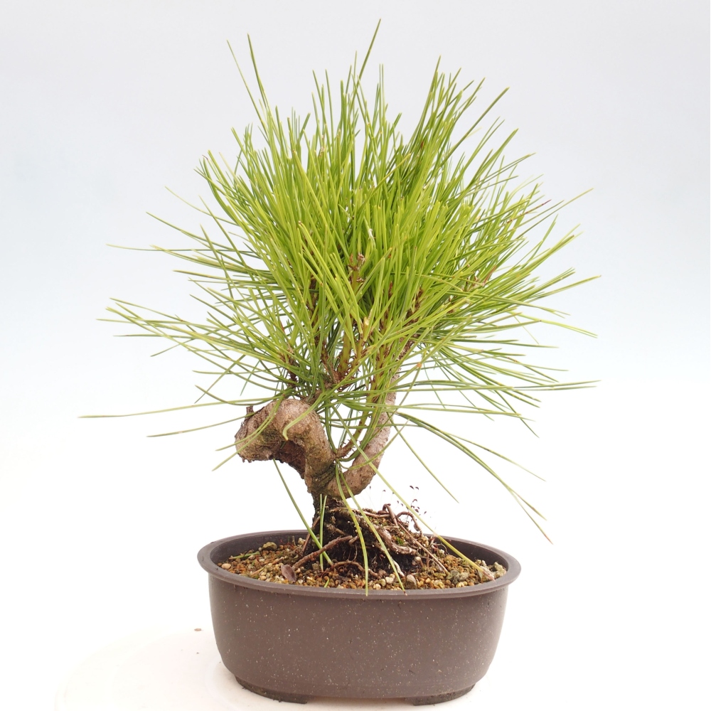 Venkovní bonsai - Pinus thunbergii - Borovice thunbergova