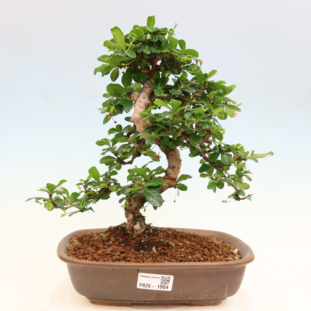 Pokojová bonsai - Carmona macrophylla - Čaj fuki