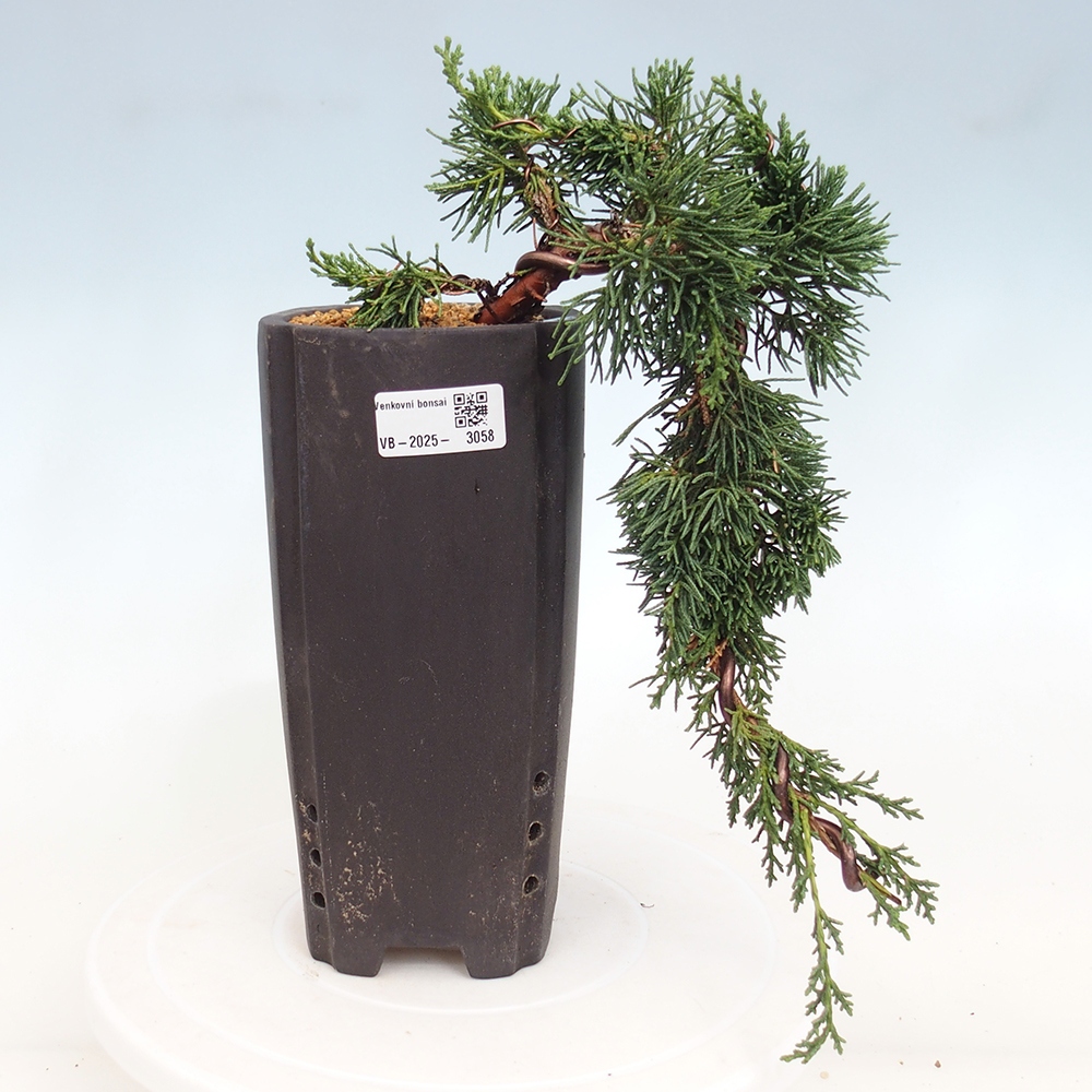 Venkovní bonsai - Juniperus chinensis Kishu -Jalovec čínský