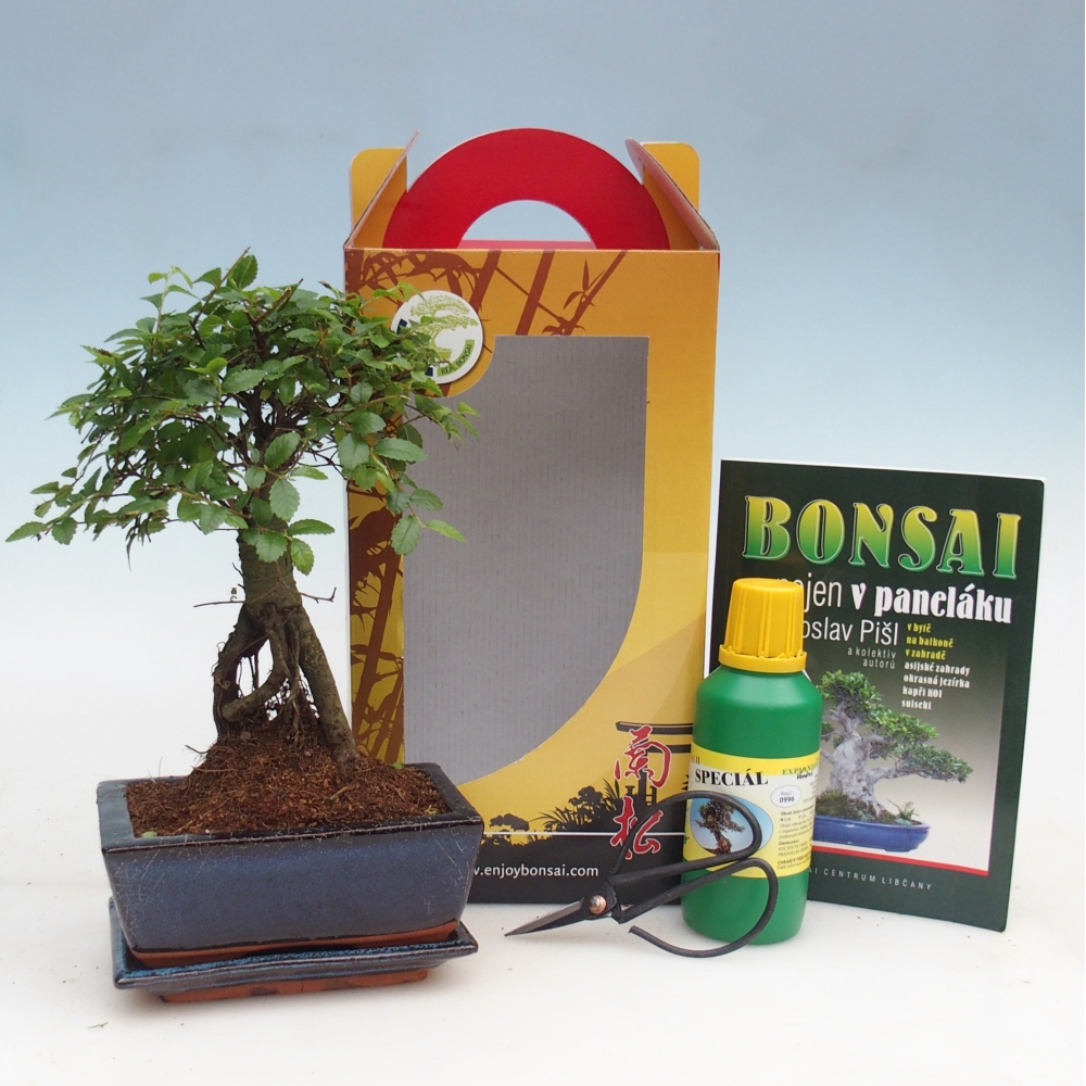Pokojová bonsai v dárkové krabičce Ulmus parvifolia - Jilm čínský