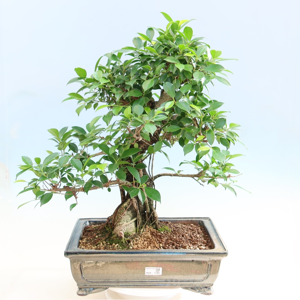 Pokojová bonsai - Ficus kimmen -  malolistý fíkus
