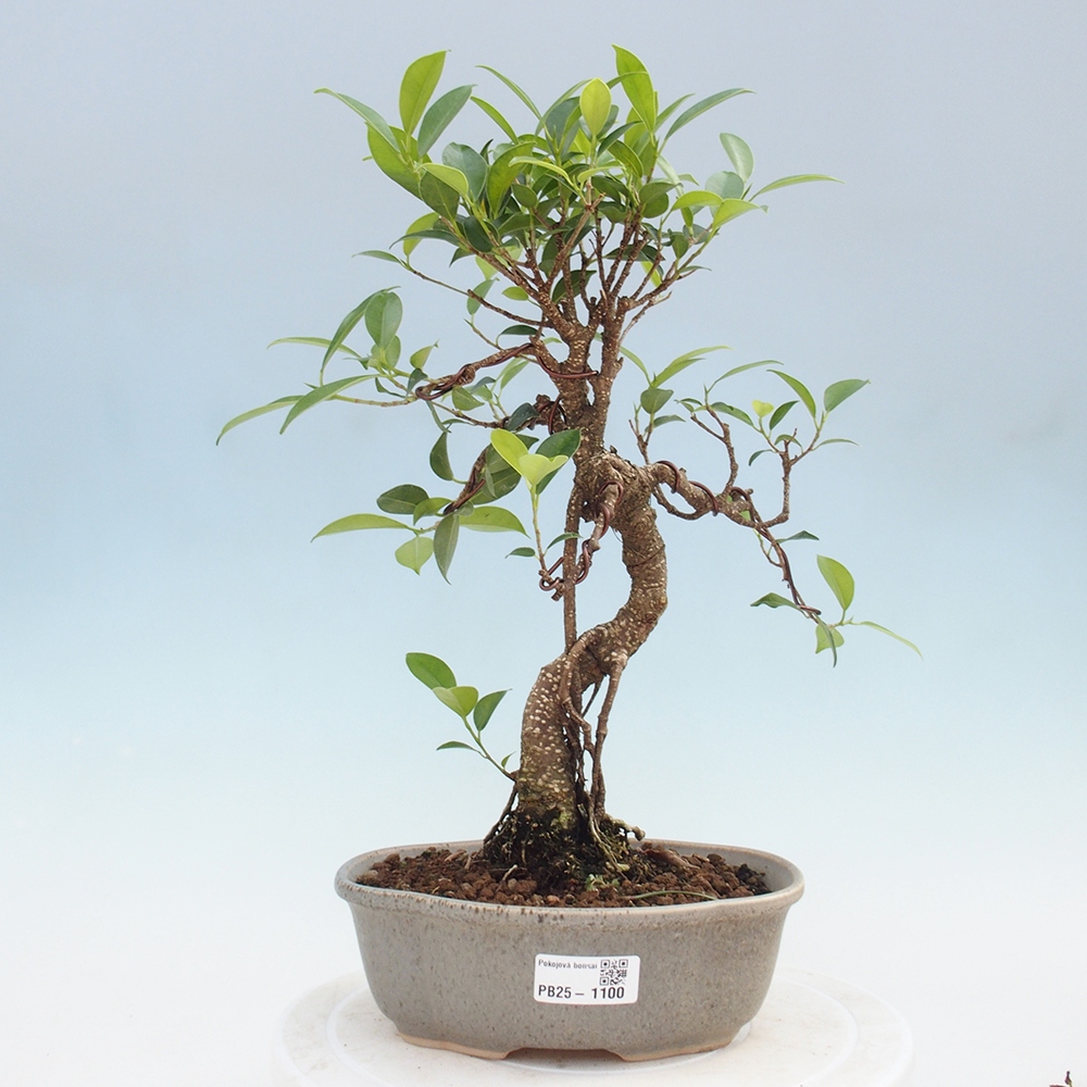 Pokojová bonsai - Ficus retusa -  malolistý fíkus