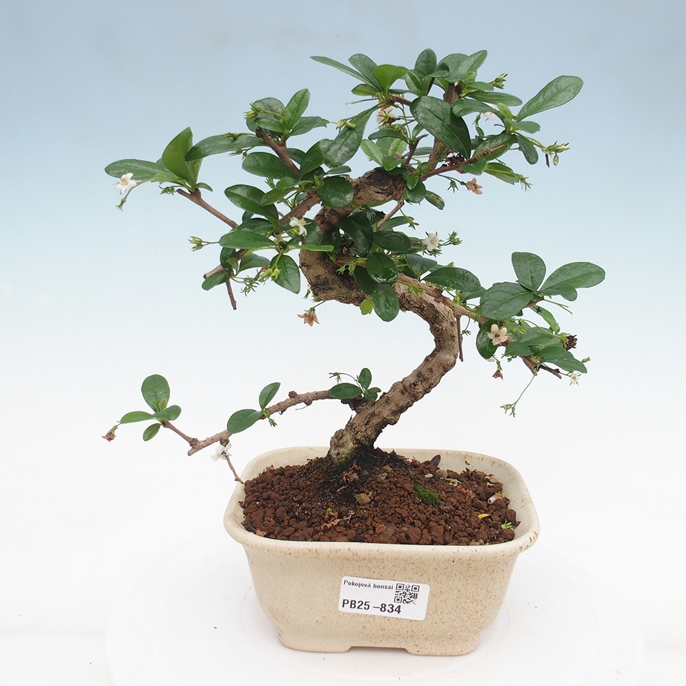 Pokojová bonsai - Carmona macrophylla - Čaj fuki