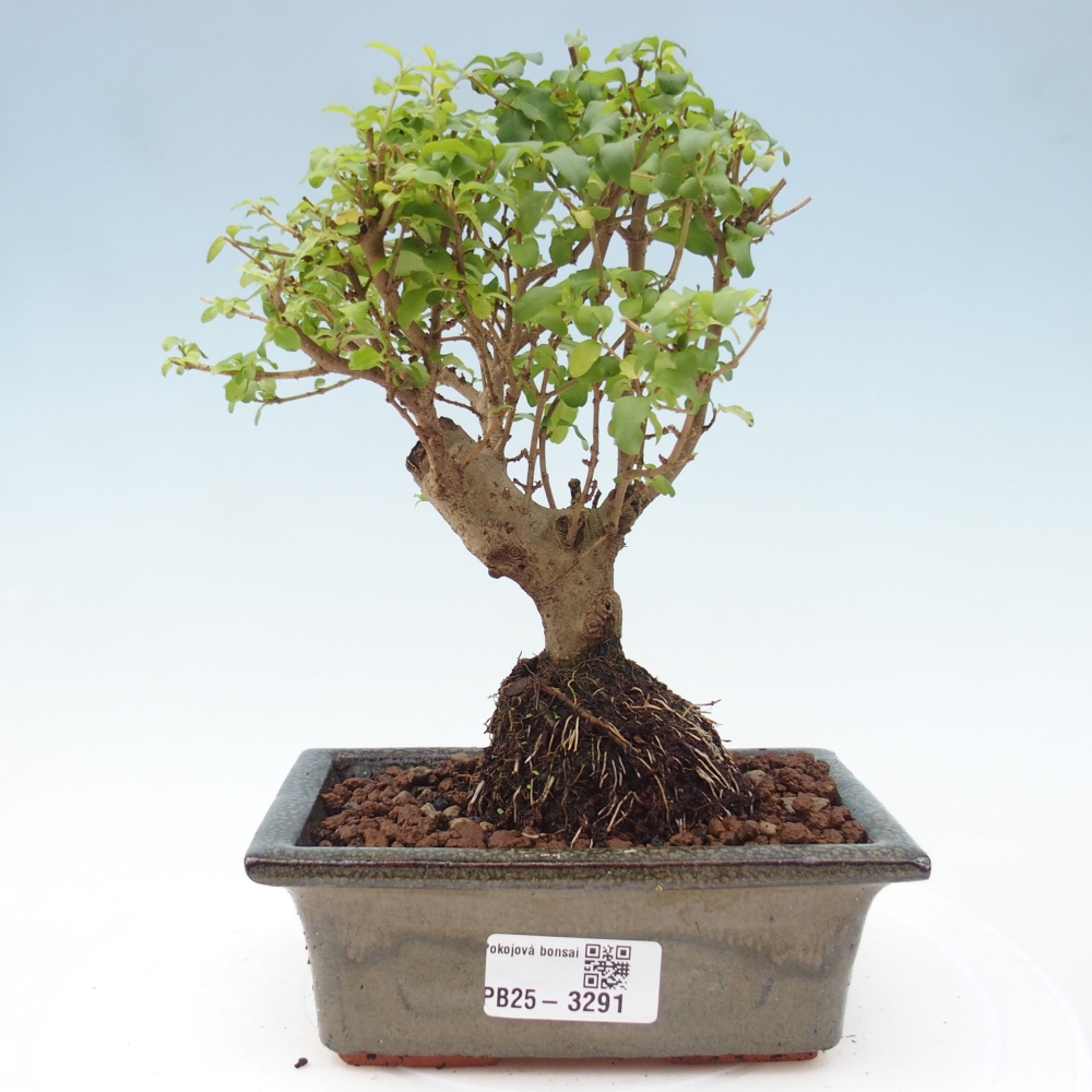 Pokojová bonsai -Ligustrum chinensis - Ptačí zob