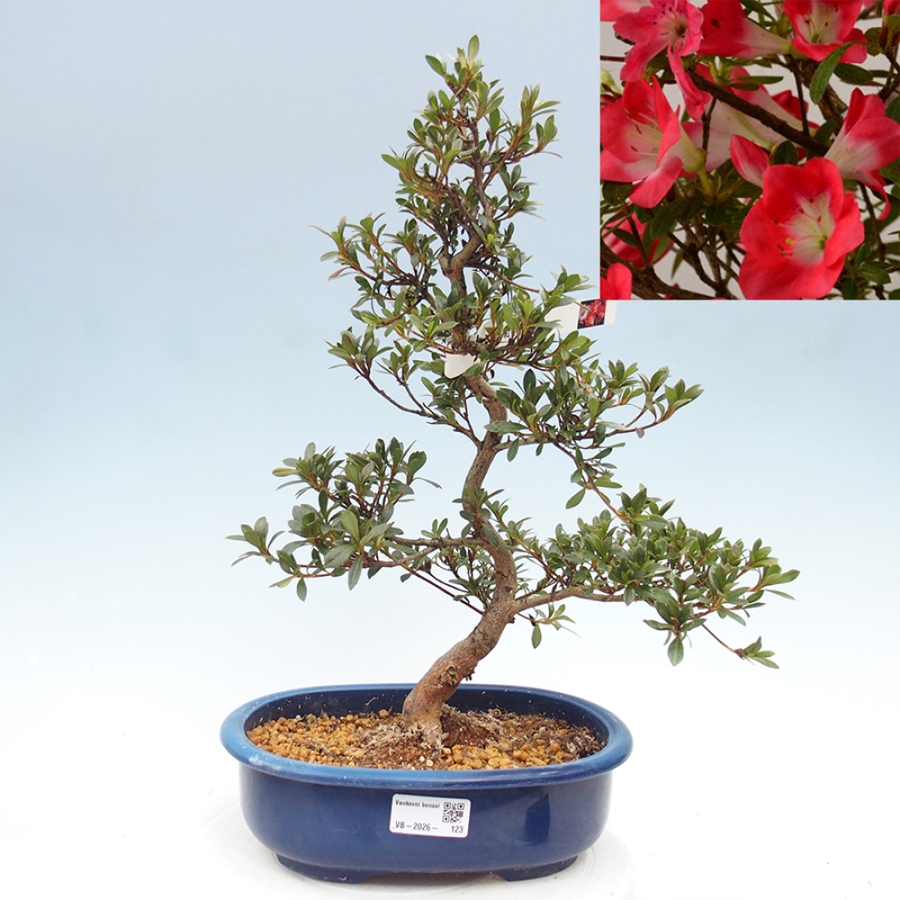 Venkovní bonsai - Japonská azalka - Azalea Beniko