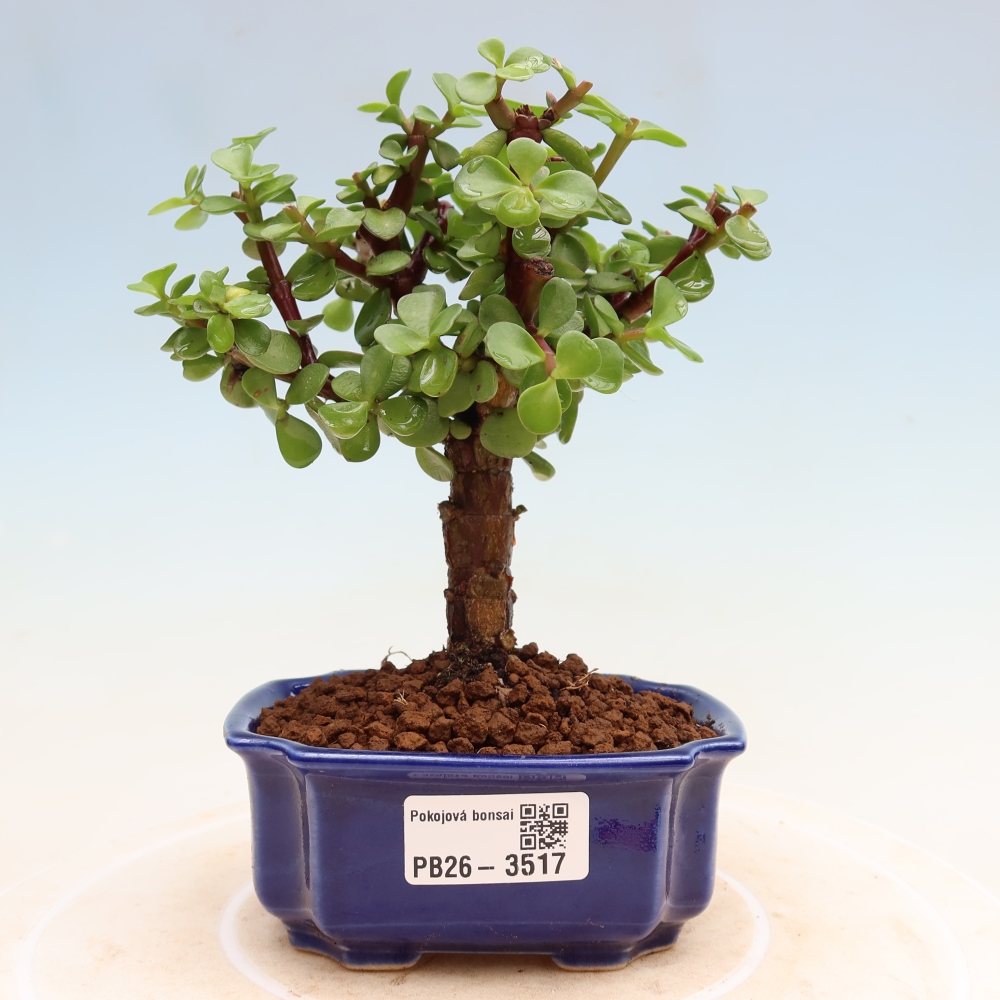 Pokojová bonsai - Portulakaria Afra - Tlustice