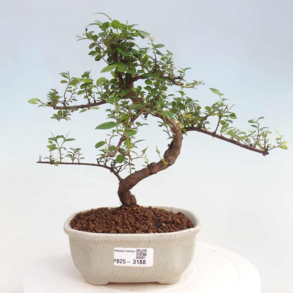 Pokojová bonsai - Sagerécie thea - Sagerécie thea