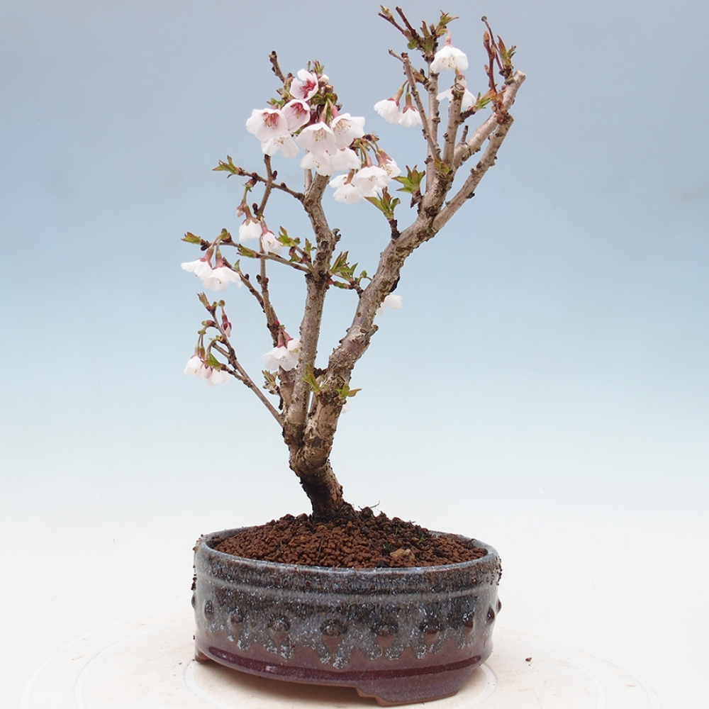 Venkovní bonsai - Prunus incisa Kojou-no mai-Slivoň vyříznutá