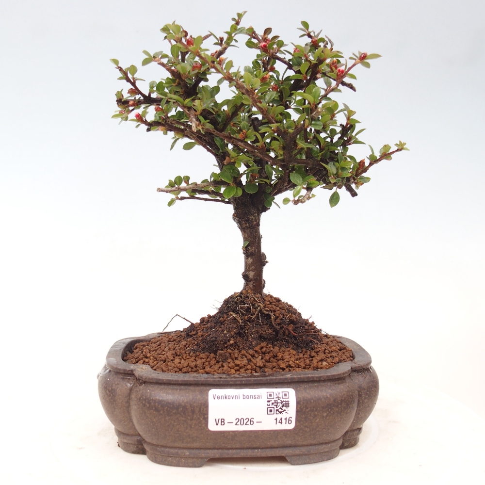 Venkovní bonsai - Cotoneaster horizontalis - Skalník