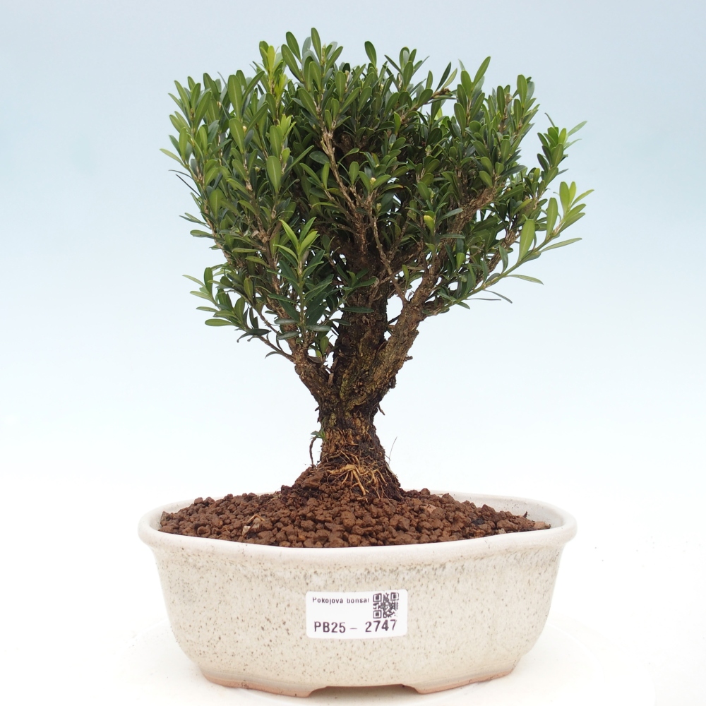 Pokojová bonsai - Buxus harlandii - korkový buxus