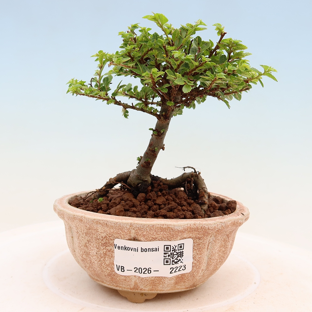 Venkovní bonsai - Ulmus parvifolia Sagei - Malolistý jilm
