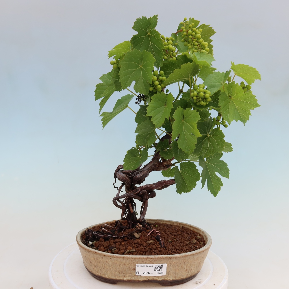 Venkovní bonsai - Réva vinná - Vitis vinifera 