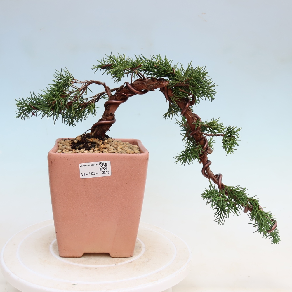 Venkovní bonsai - Juniperus chinensis Kishu -Jalovec čínský