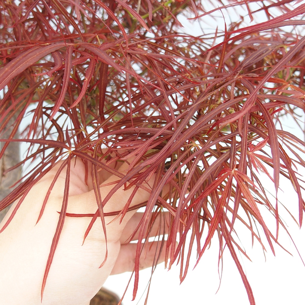 Venkovní bonsai - Javor dlanitolistý - Acer palmatum RED PYGMY