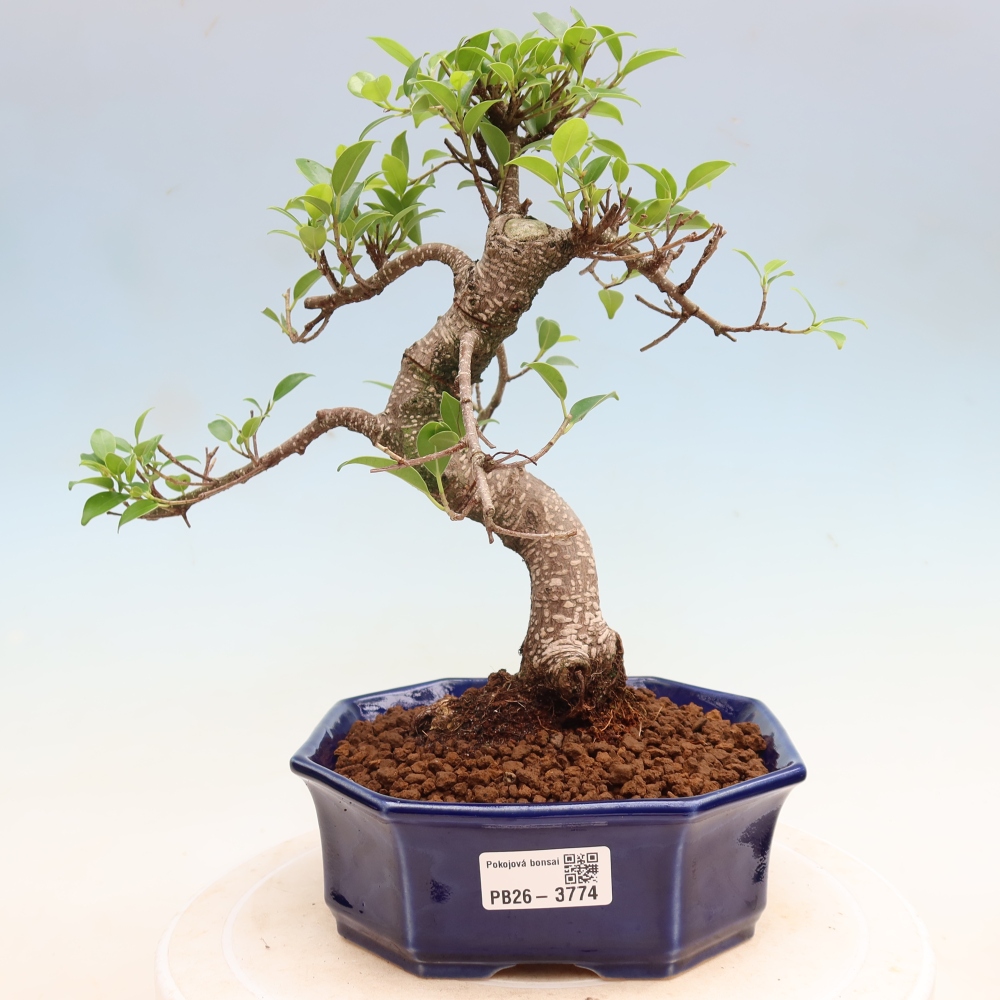 Pokojová bonsai - Ficus kimmen -  malolistý fíkus
