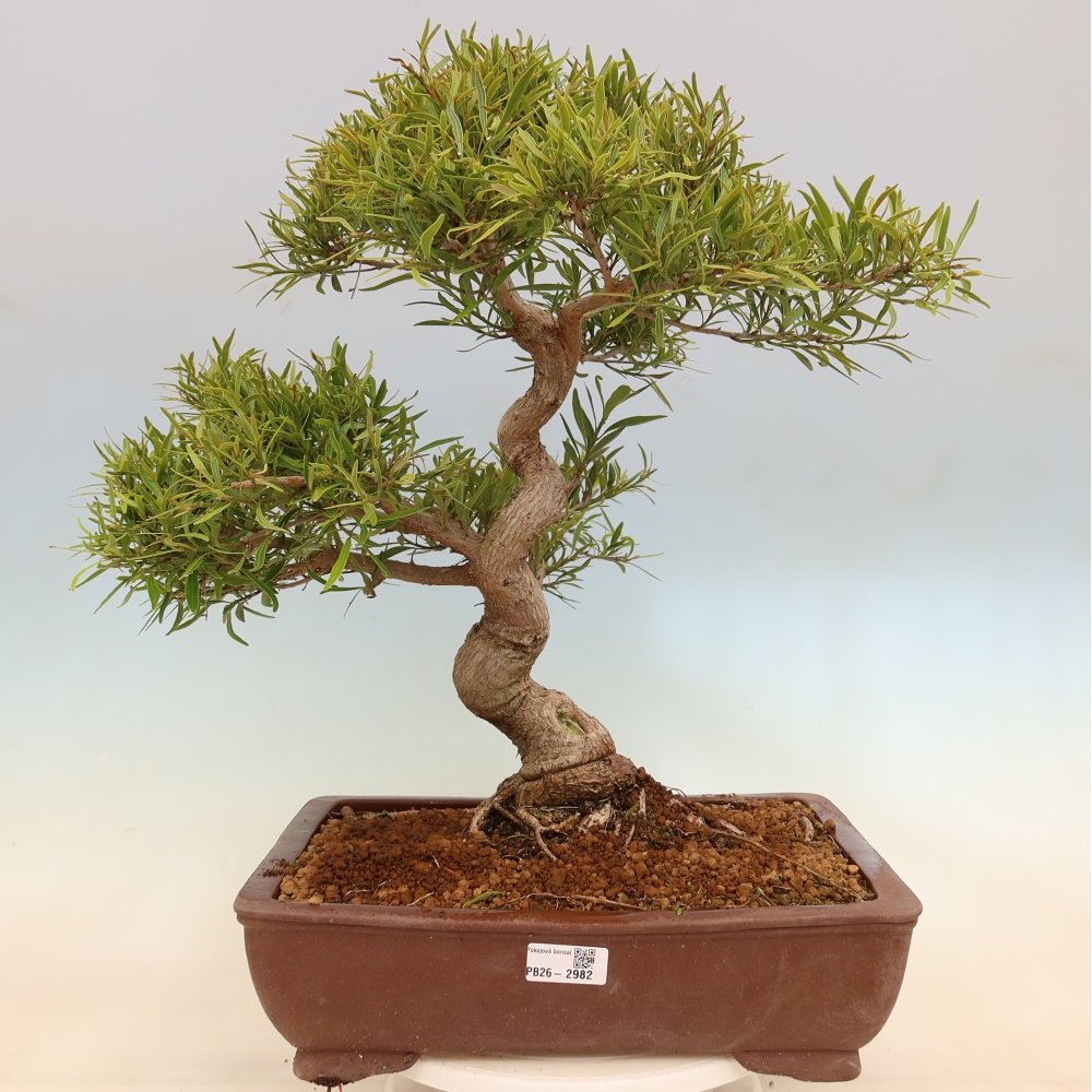 Pokojová bonsai - Ficus nerifolia -  malolistý fíkus