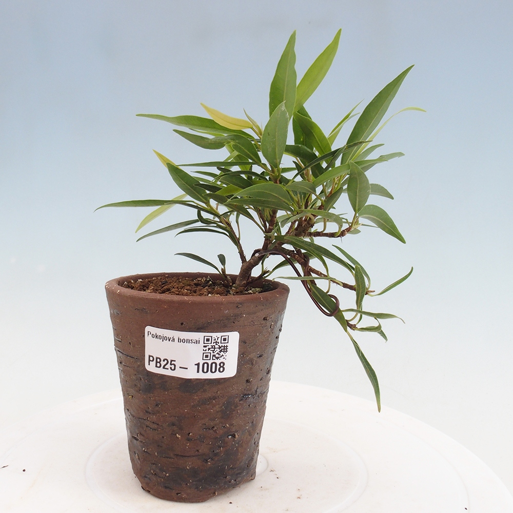 Pokojová bonsai - Ficus nerifolia -  malolistý fíkus