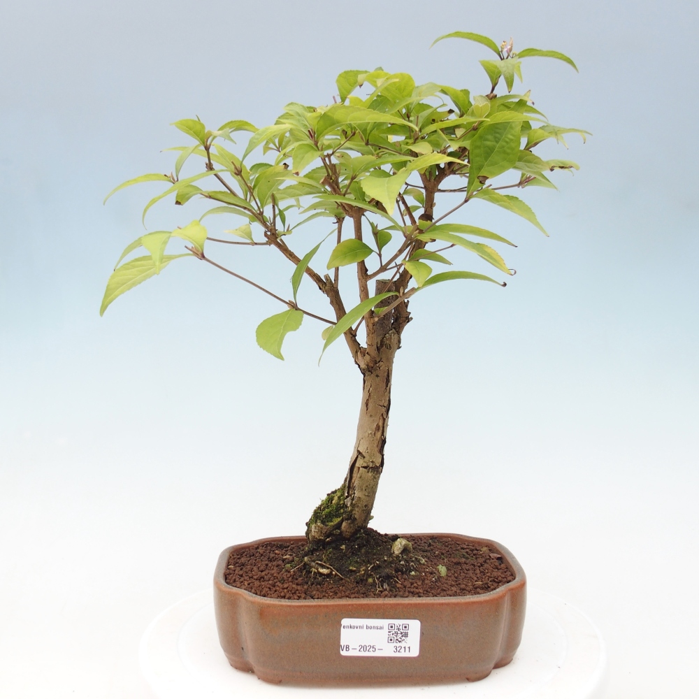 Venkovní bonsai - krásnoplodka - Callicarpa japonica