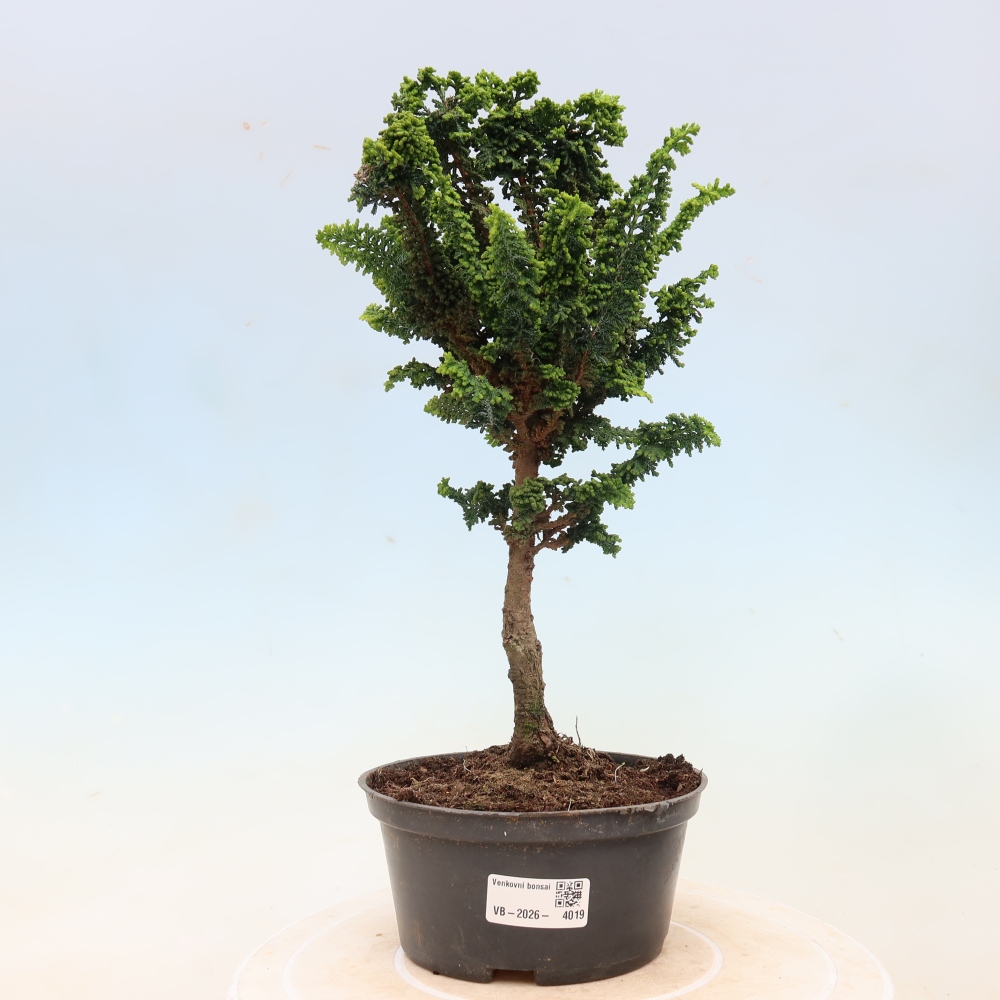 Venkovní bonsai - Cham. obtusa SEKKA HINOKI - Cypřišek