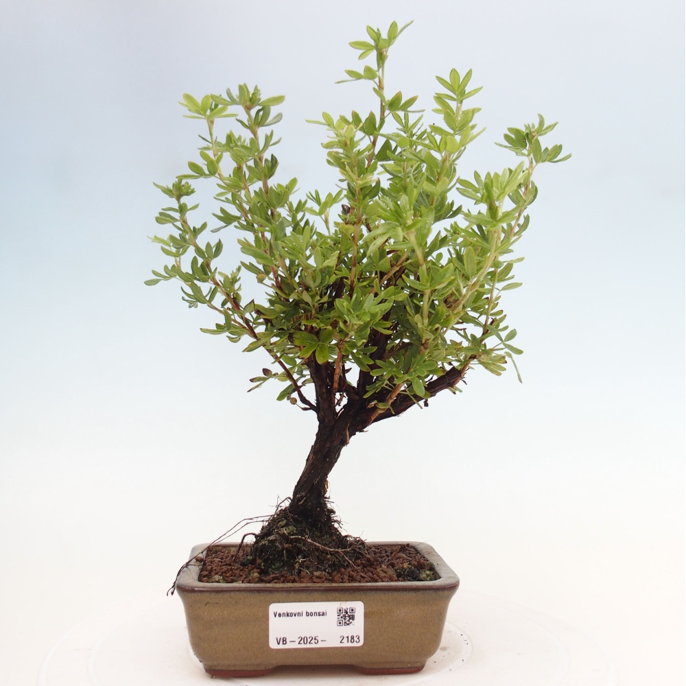 Venkovní bonsai-Mochna křovitá - potentila fruticosa yellow Bird