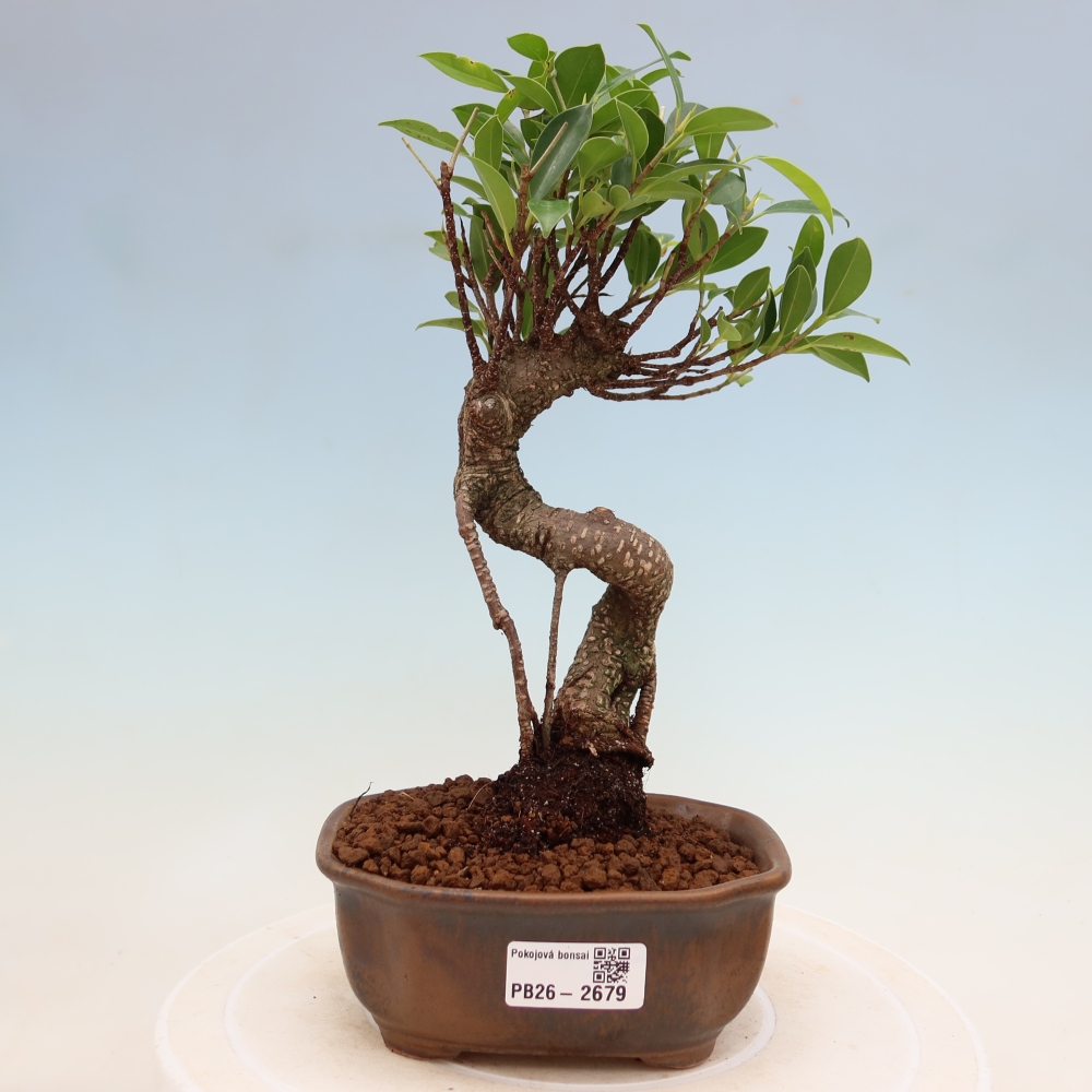 Pokojová bonsai - Ficus kimmen -  malolistý fíkus