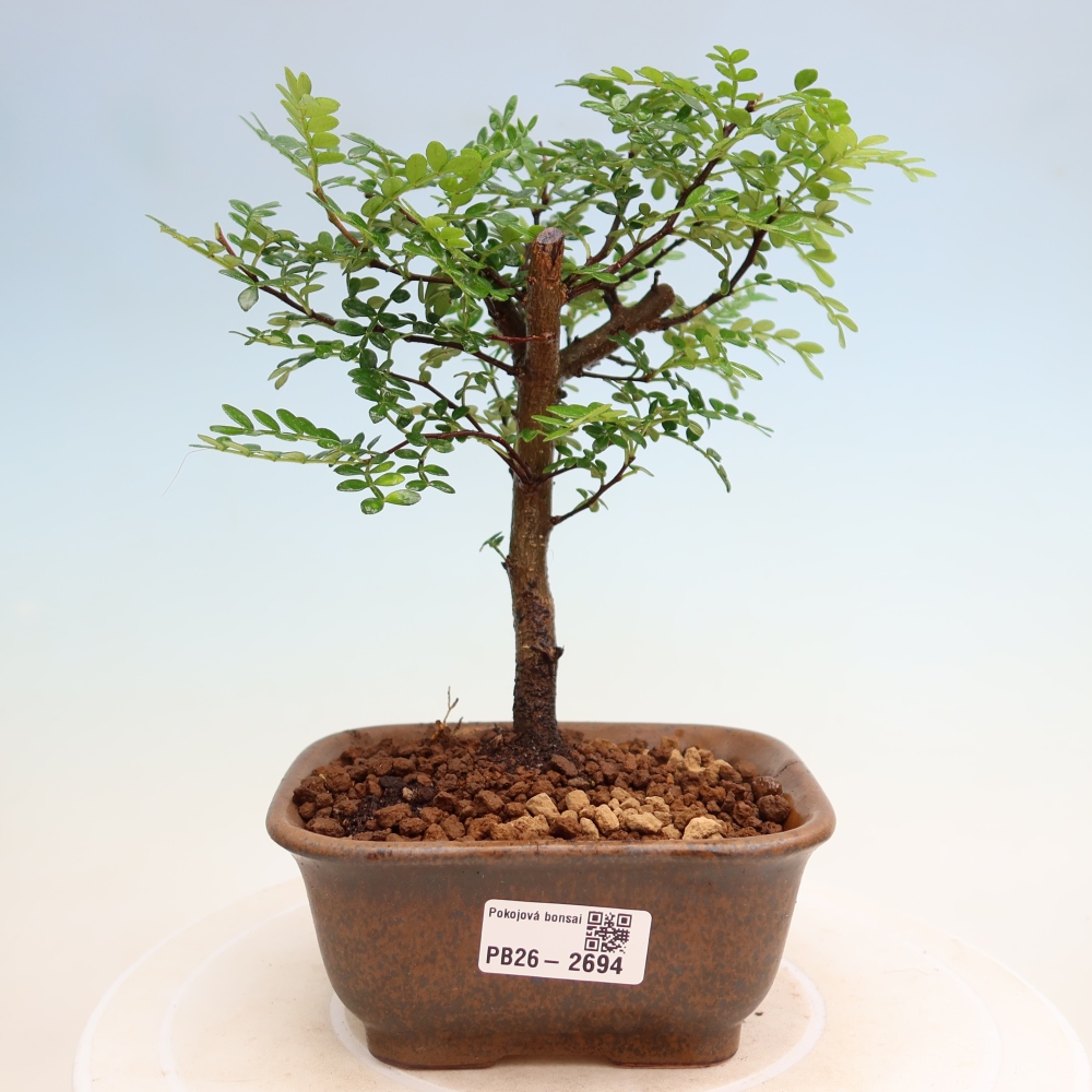 Pokojová bonsai - Zantoxylum piperitum - Pepřovník