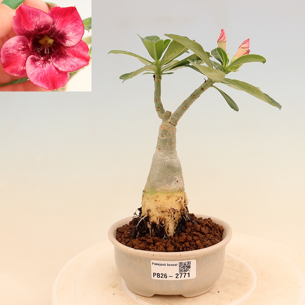 Pokojová bonsai - Adenium obesum roubovaná Mumbai Pink Diamond  - Pouštní růže