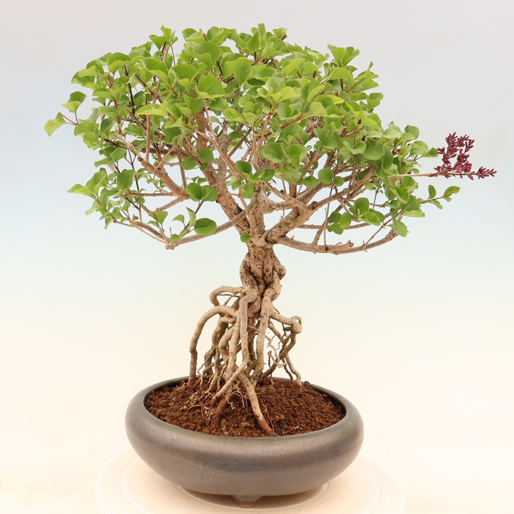 Venkovní  bonsai -  Syringa microphylla - malokvětý šeřík