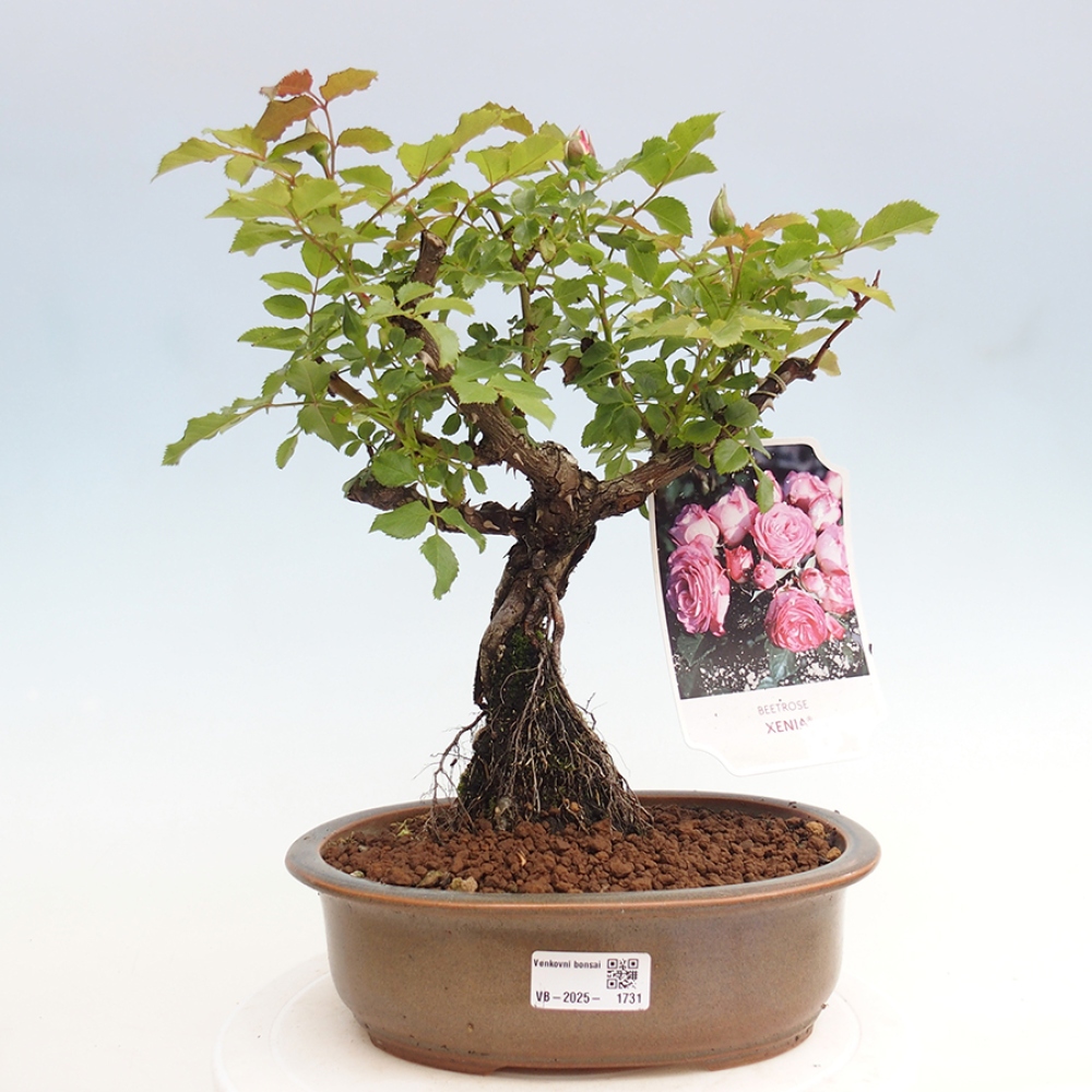 Venkovní bonsai - Rosa Kordes -  růže