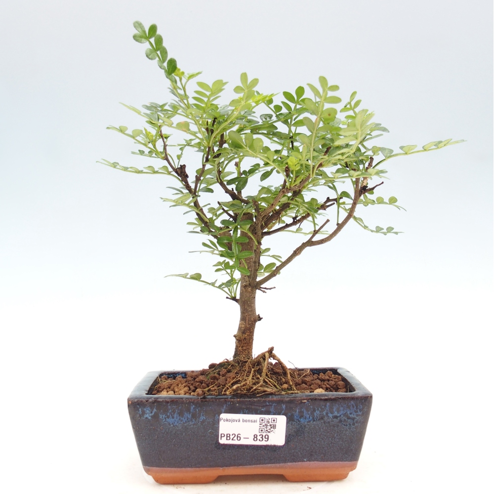 Pokojová bonsai - Zantoxylum piperitum - pepřovník