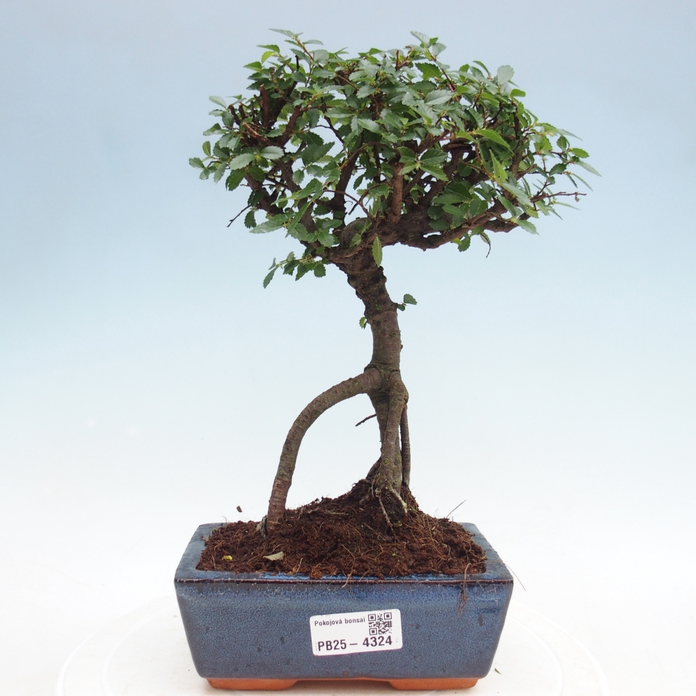 Pokojová bonsai - Ulmus parvifolia - Malolistý jilm