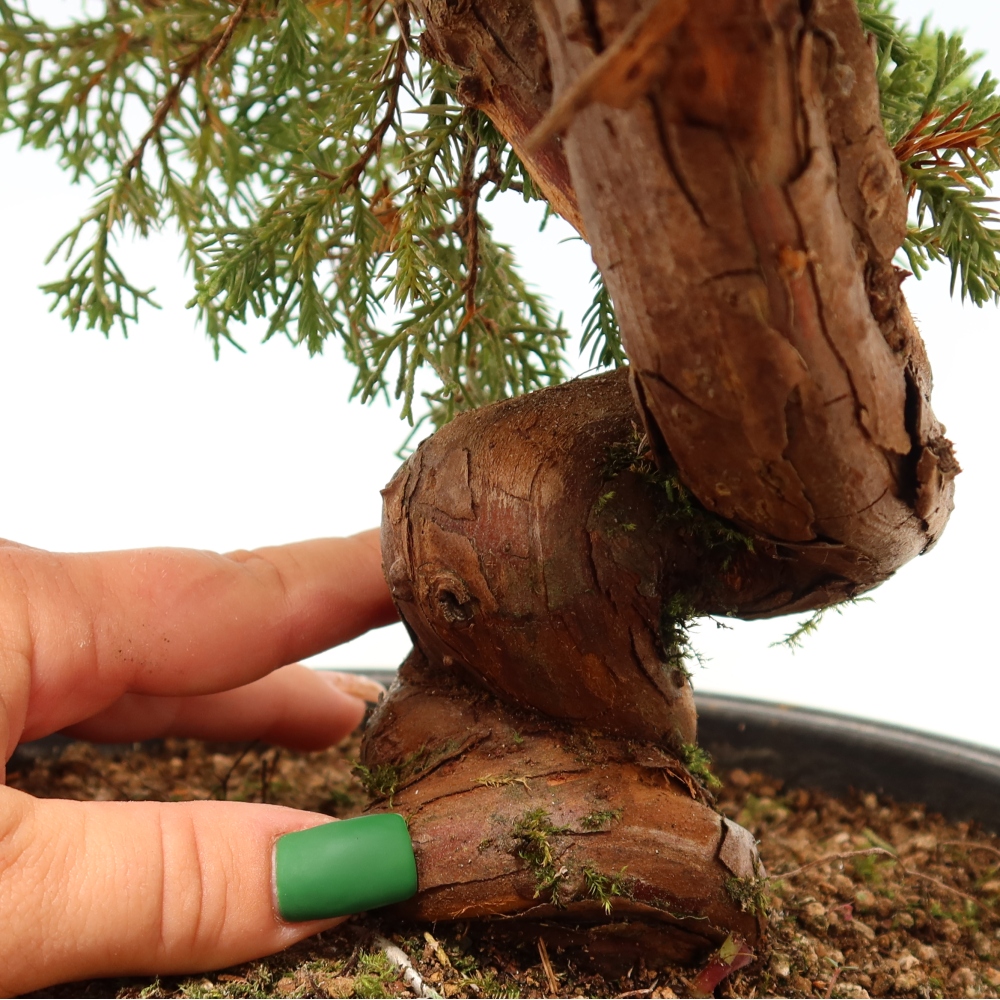 Venkovní bonsai - Juniperus chinensis Itoigawa-Jalovec čínský