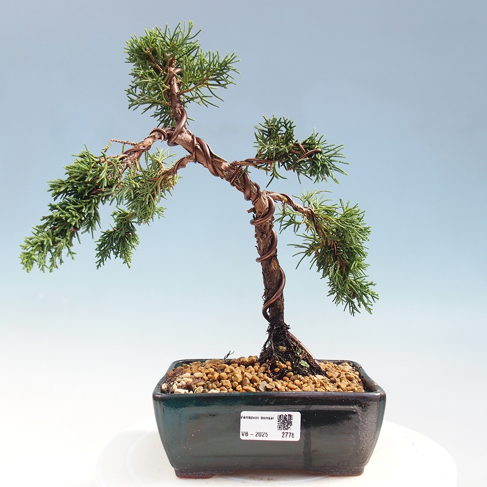 Venkovní bonsai - Juniperus chinensis Kishu -Jalovec čínský
