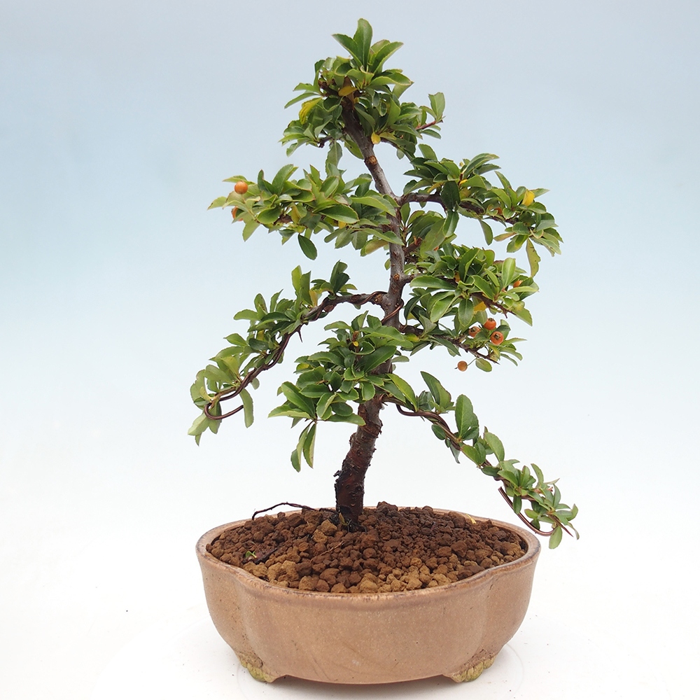 Venkovní bonsai-Pyracanta Teton -Hlohyně