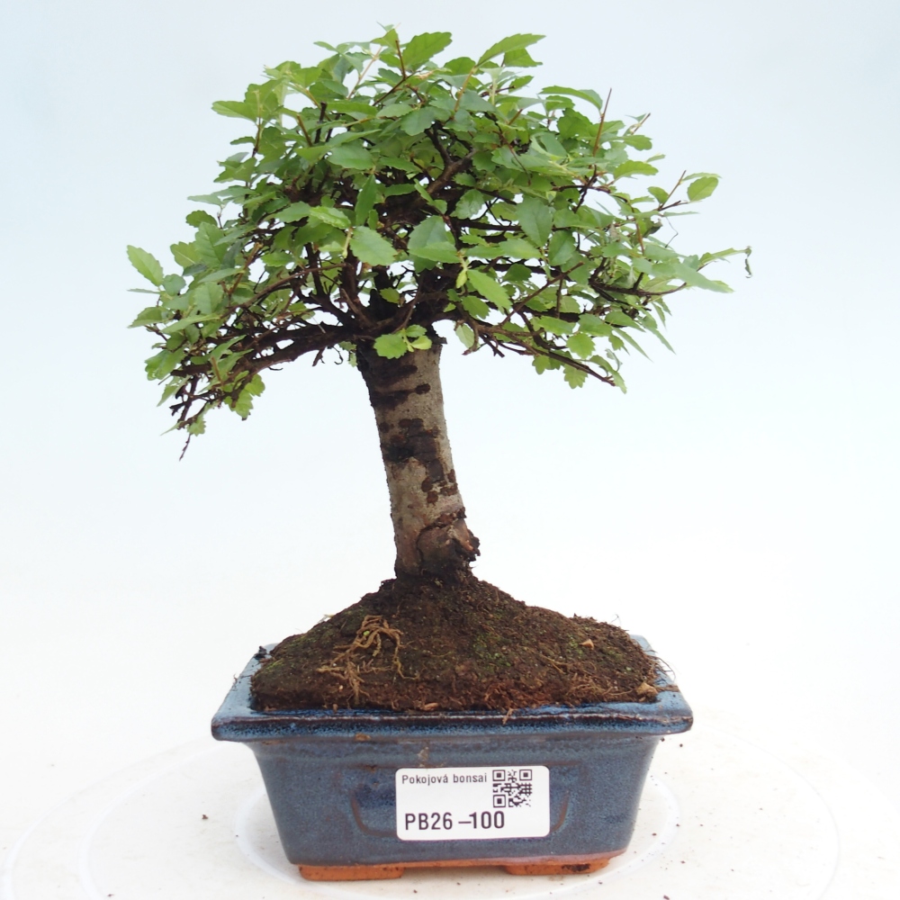 Pokojová bonsai - Ulmus parvifolia - Malolistý jilm