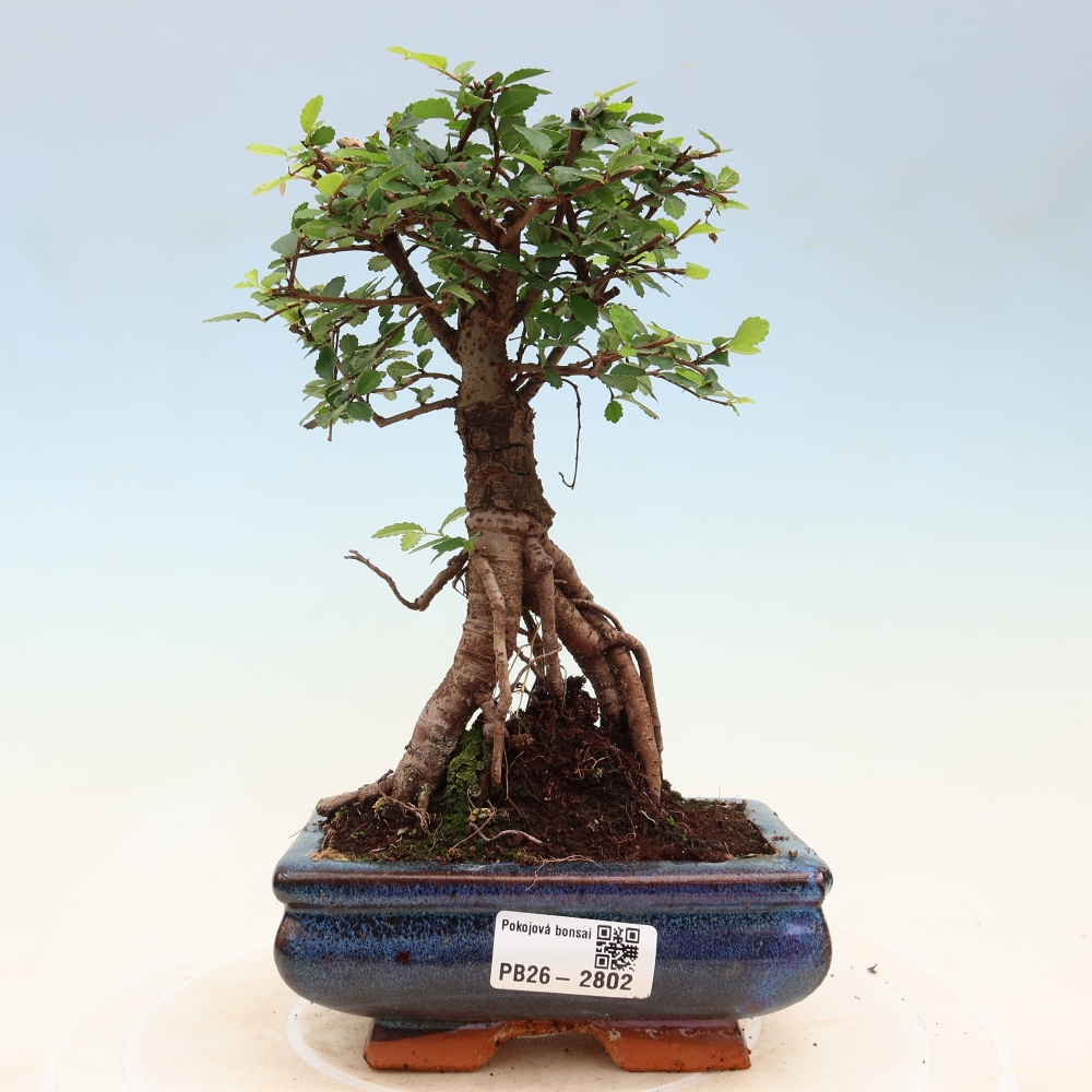 Pokojová bonsai - Ulmus parvifolia - Malolistý jilm