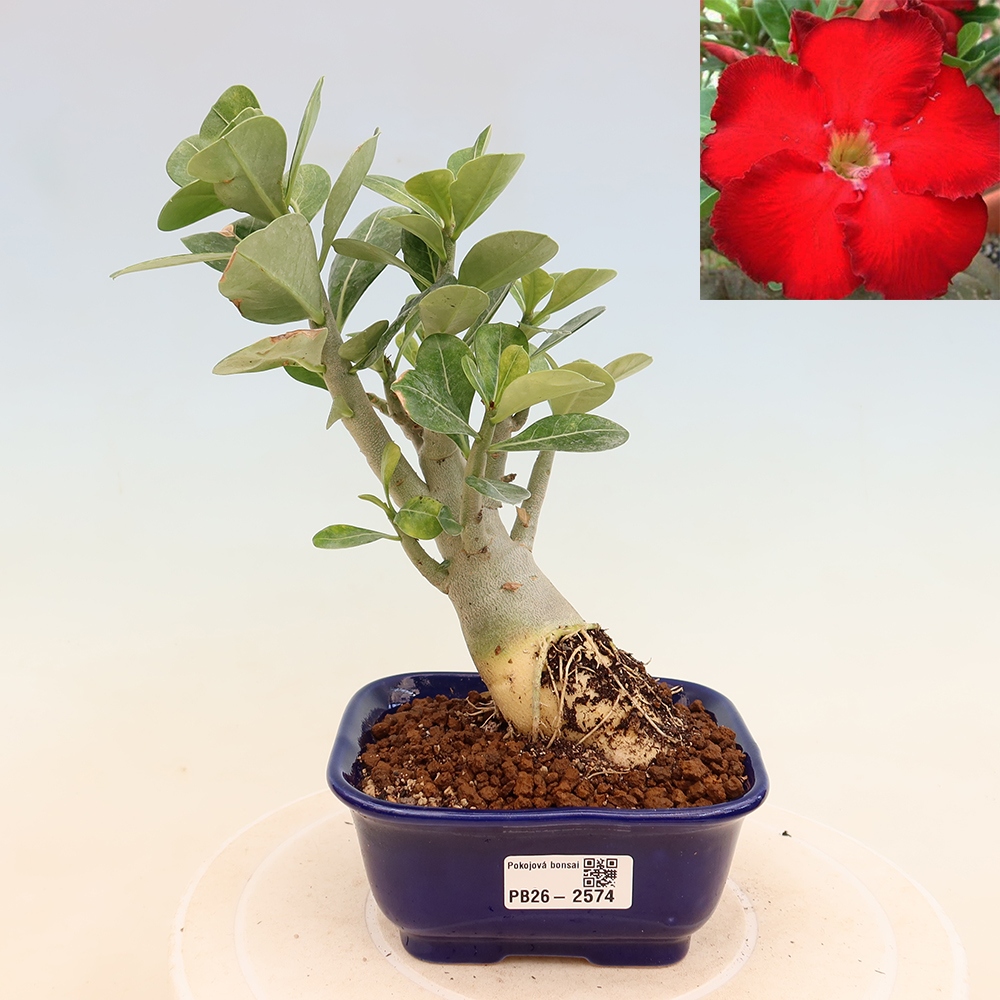 Pokojová bonsai - Adenium obesum Red Star - Pouštní růže