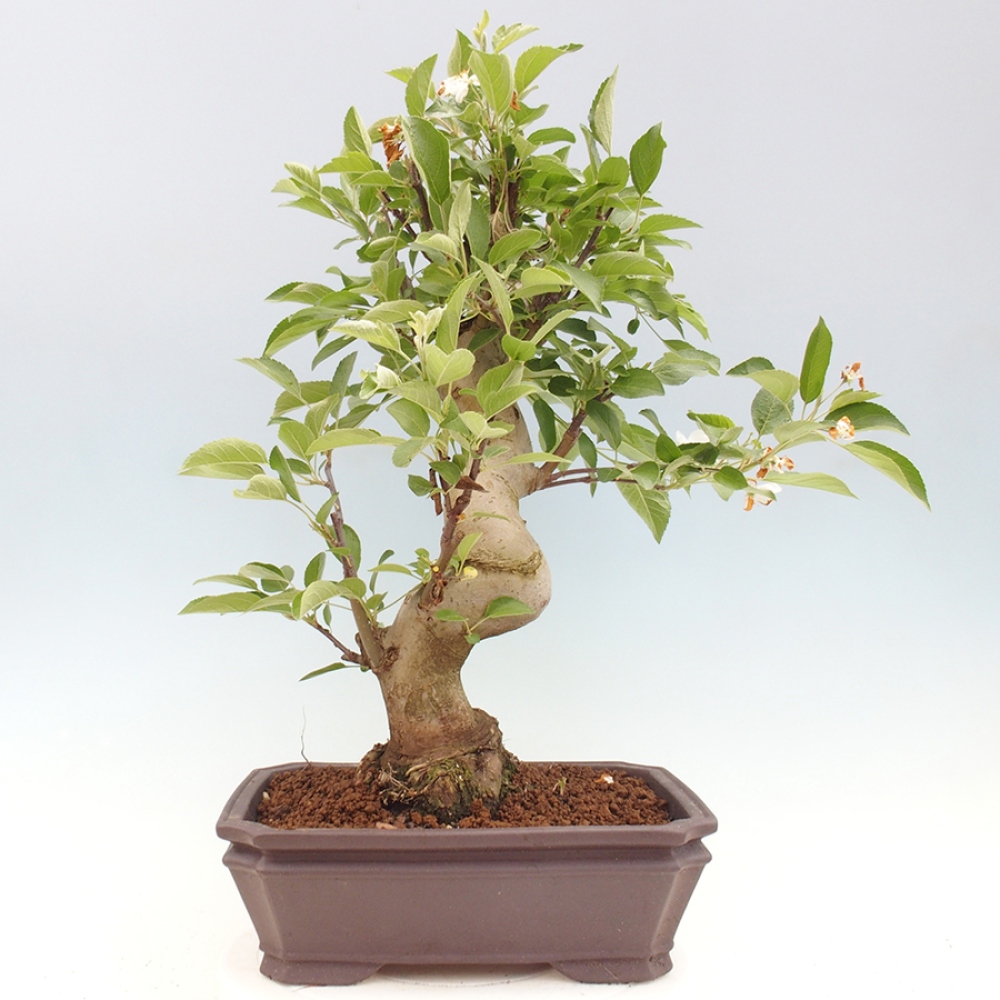 Venkovní bonsai -Malus halliana - Maloplodá jabloň