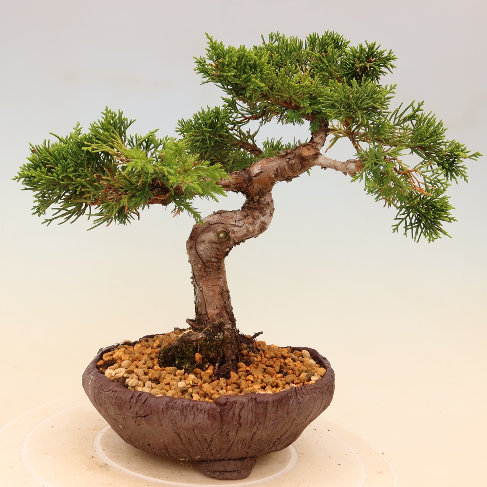 Venkovní bonsai - Juniperus chinensis Itoigawa -Jalovec čínský